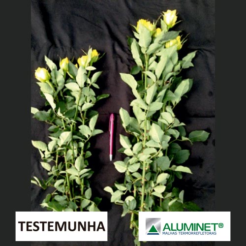 Aluminet® na produção de rosas