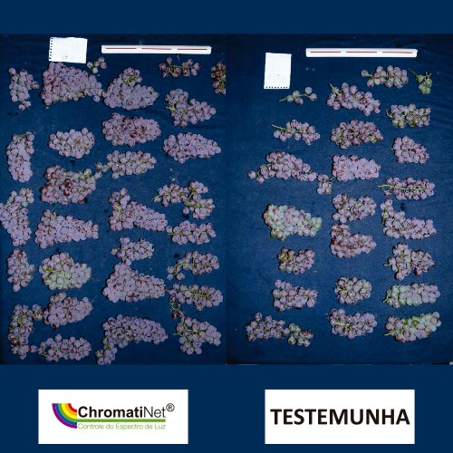 Chromatinet® Leno na produção de uva niagara