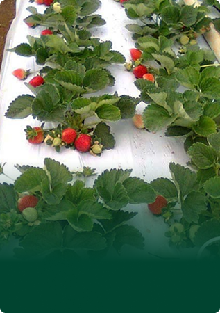 MulchMorePretoBranco