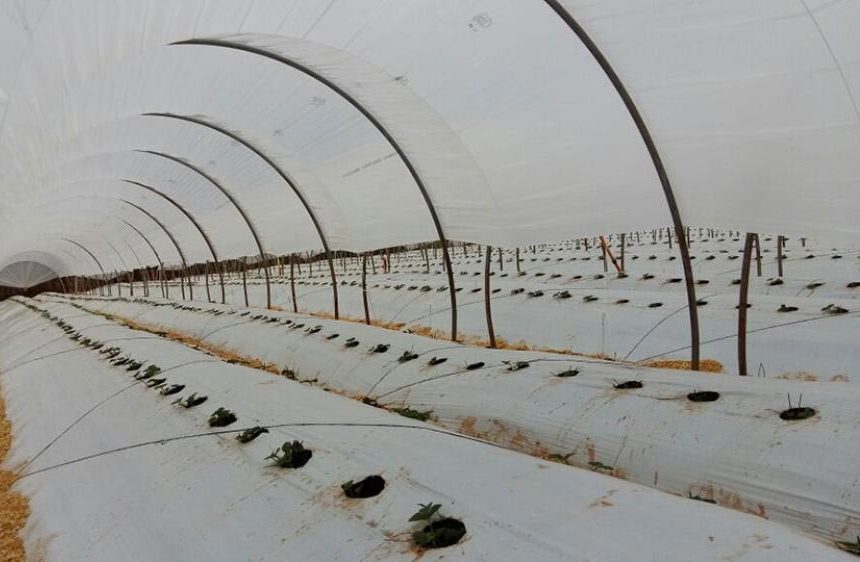 imgi_21_suncover-diff-4087